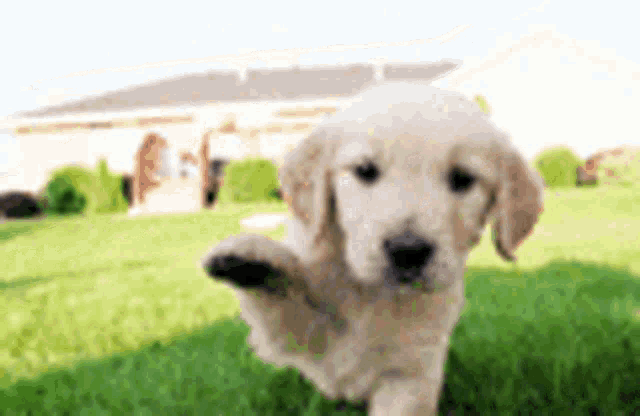 Cute Baby Dog Running in Grass
