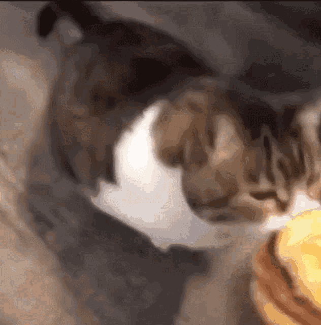 Cat Eats Hamburger