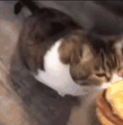 Cat Eats Hamburger – free GIF download | meme platform | memes GIF
