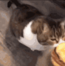 GIF eropgeluede vum Maria