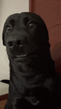 Awkward Dog Patchibana