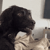Confused Dog Meme