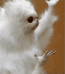 GIF ji aliyê Marco ve hatiye barkirin