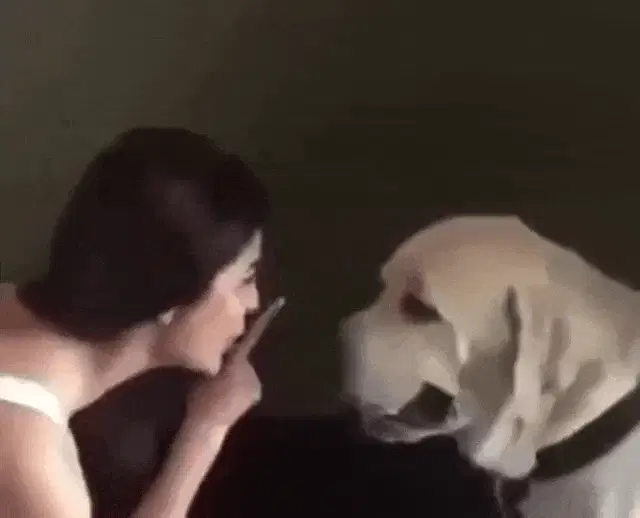 Every Dog Has a Day Warning