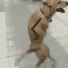 Walking Dog Dog