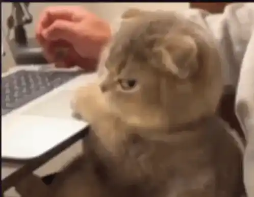 Angry Cat on Computer