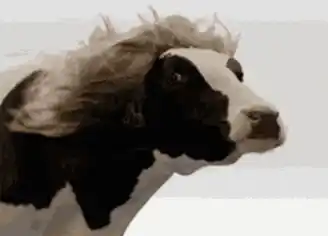 Meme Cow with Wavy Hair