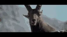 Chew Chewing Gum