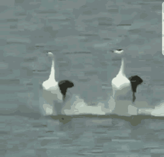 Birds Run Away Fleeing Across Water