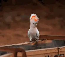 Major Mitchells Cockatoo Cockatoo