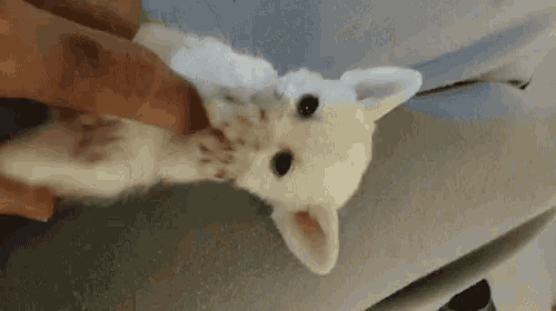 Adorable Fennec Fox Tickle