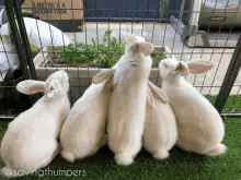 Savingthumpers Rabbit