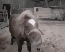 Crazy Ronnypony