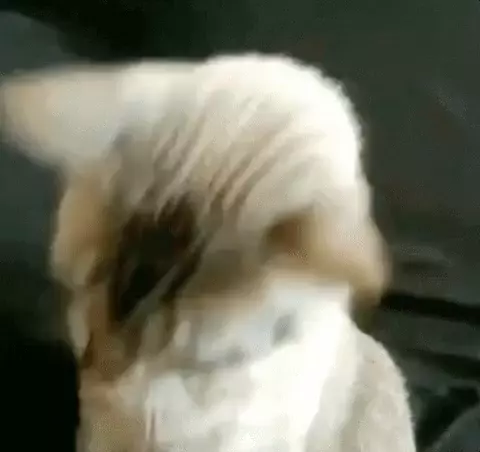 Hazırım Im Ready: Cool Cat in Shades