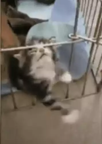 Kitten's Hilarious Escape Attempt