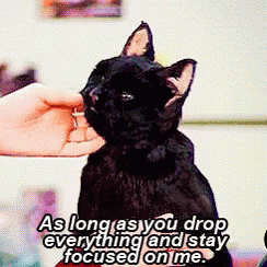 Cat Demands Attention: 'Focus On Me'