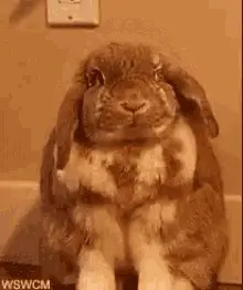 Hahaha No Bunny