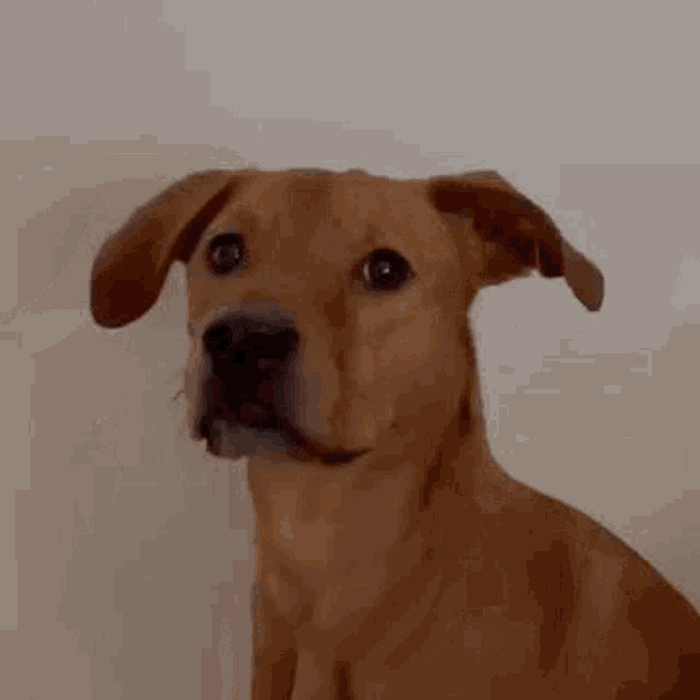 Dog's Impressed 'Wooow...' Reaction