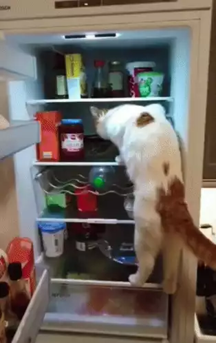Fridge Cat