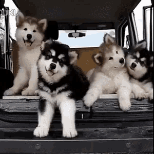 Adorable Confused Husky Puppies in Car