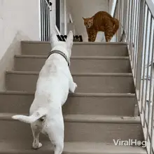 Cat Rage Dog