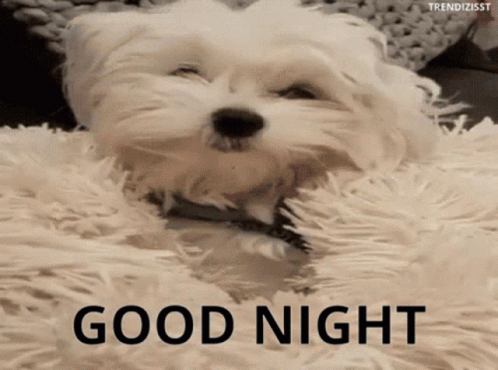 Good Night Cute Dog – free GIF download | meme platform | memes GIF