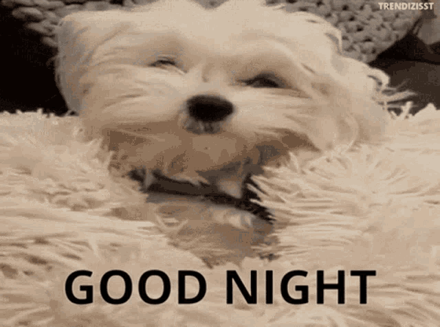 Good Night Cute Dog