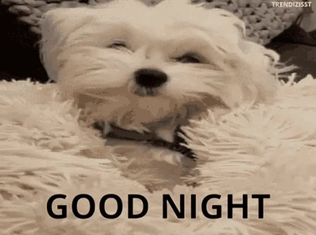 Good Night Cute Dog – free memes GIF download | meme platform