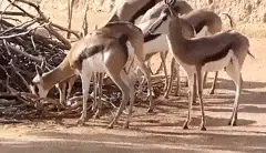 Thomson´s Gazelle Paarung/Mating Part2