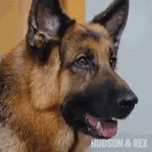 Head Tilt Rex