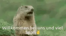 Heywillkommen Chipmunk