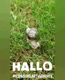 Hallo Guten