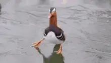 Slipping Duck