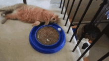 GIF Suf tarapyndan ýüklenen