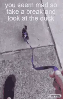 Poor Baby Look At The Duck