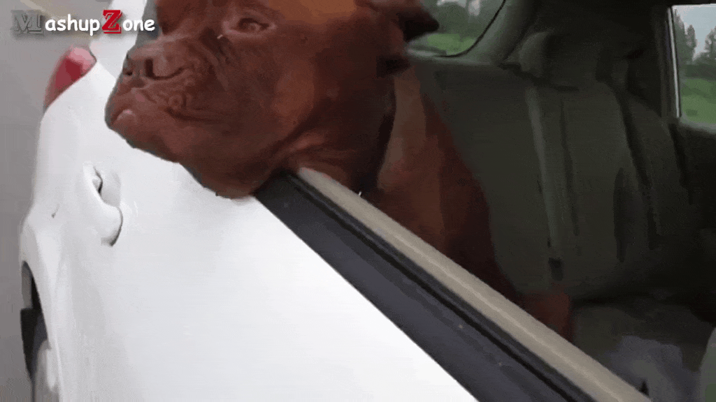 Funny Dog Compilation