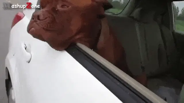 Funny Dog Compilation