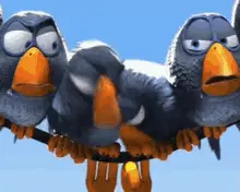 Bird Peck