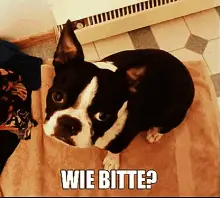 Hund: Wie Bitte?