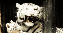 GIF 이미지