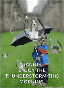 Raining Cats And Dogs