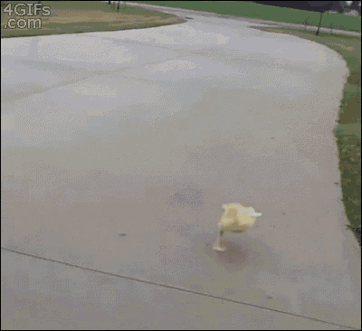Adorable Duckling Running on Sidewalk