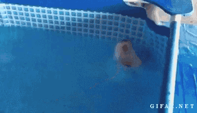 Funny Dog Swimming in Pool