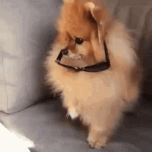 GIF