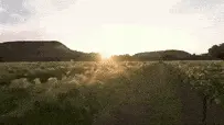 texas