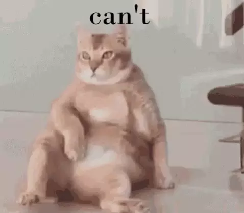 Cat Says Can't Meme