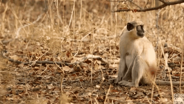Monkey Runs Away in African Wilderness