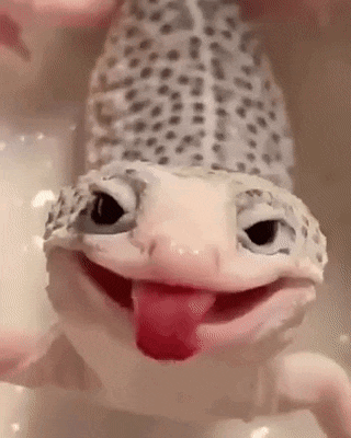 Suki the Gecko Licks Its Tongue