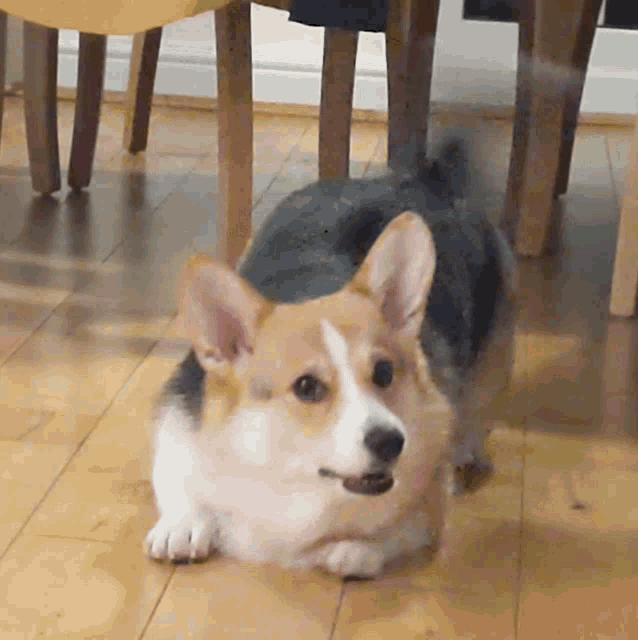 Happy Corgi Poppy Wags Tail