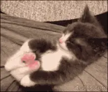 Paw